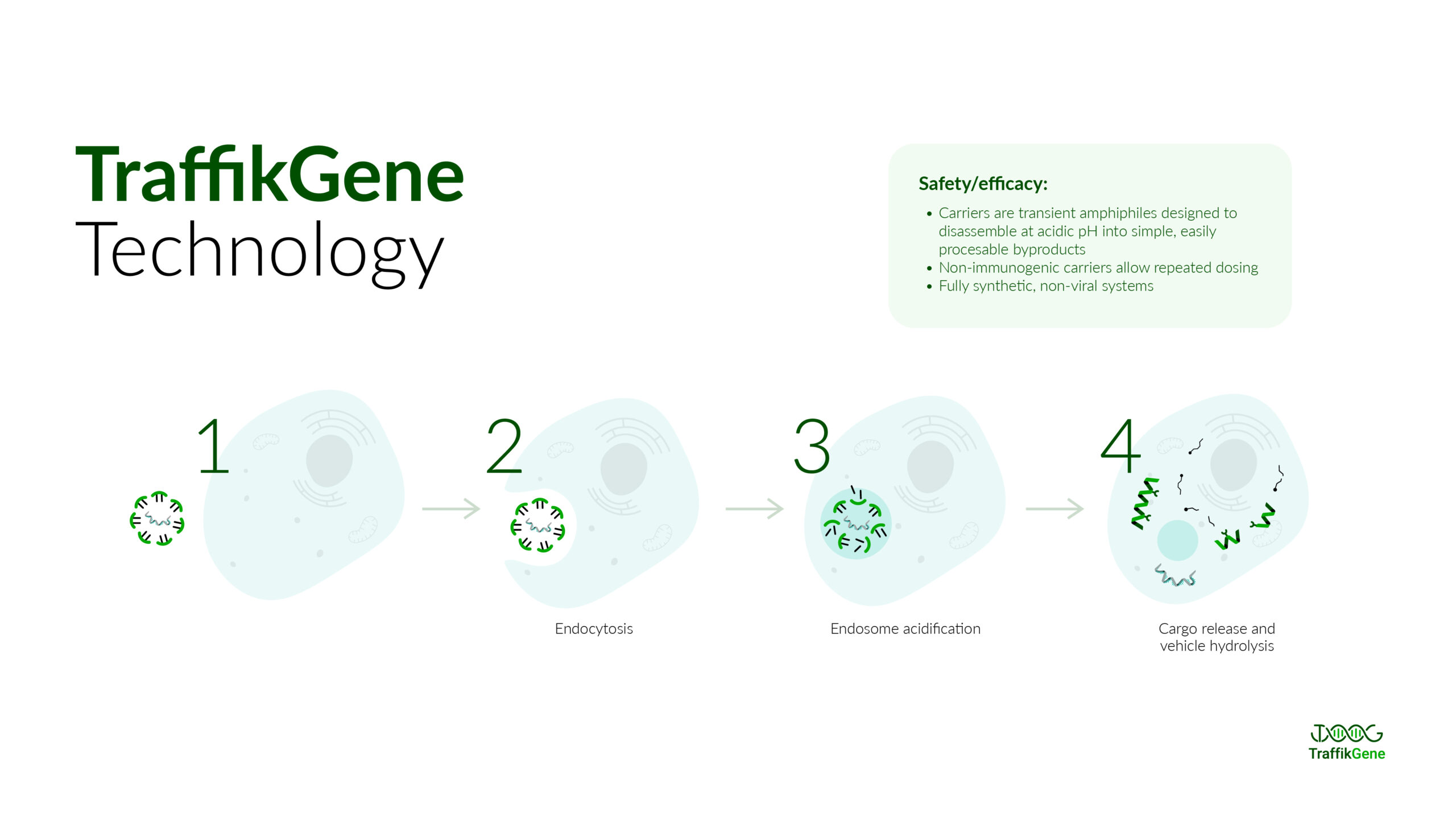 TraffikGene_infografía_2